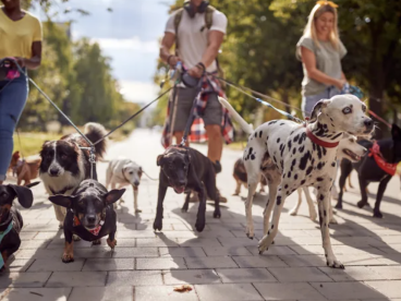 8月17日Manayunk狗狗夏日狂欢节